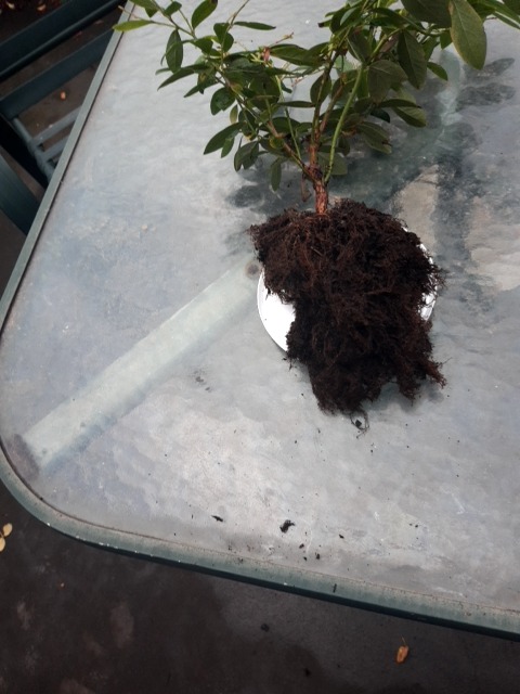 Phytophthora root rot (root rot) - Plant disease diagnosis photo