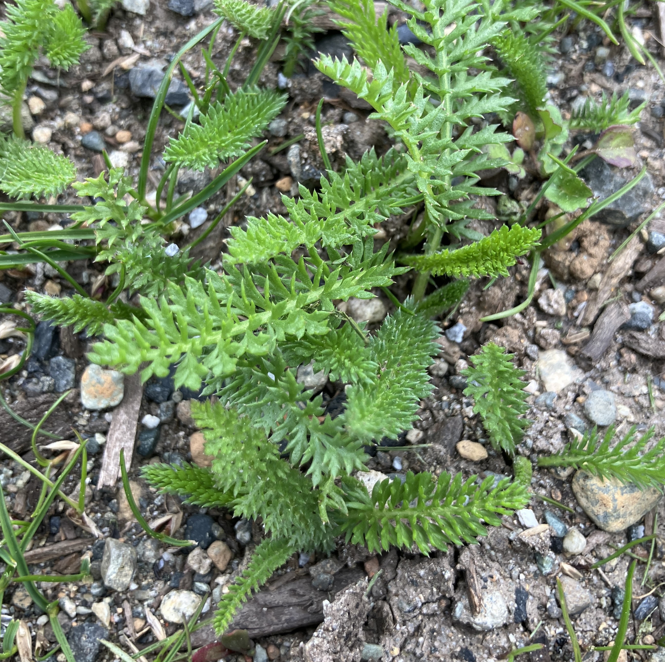 Common yarrow (Achillea millefolium)