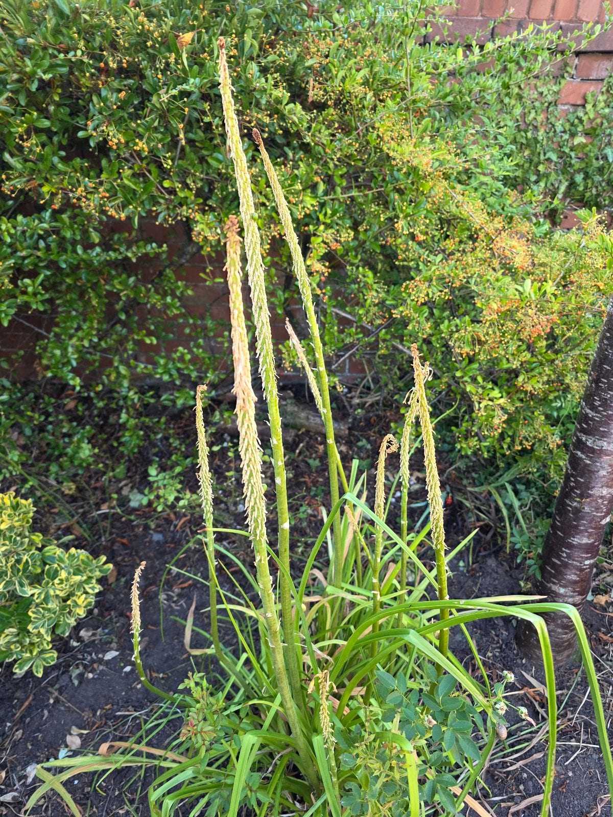 Italians broom (Cytisus...