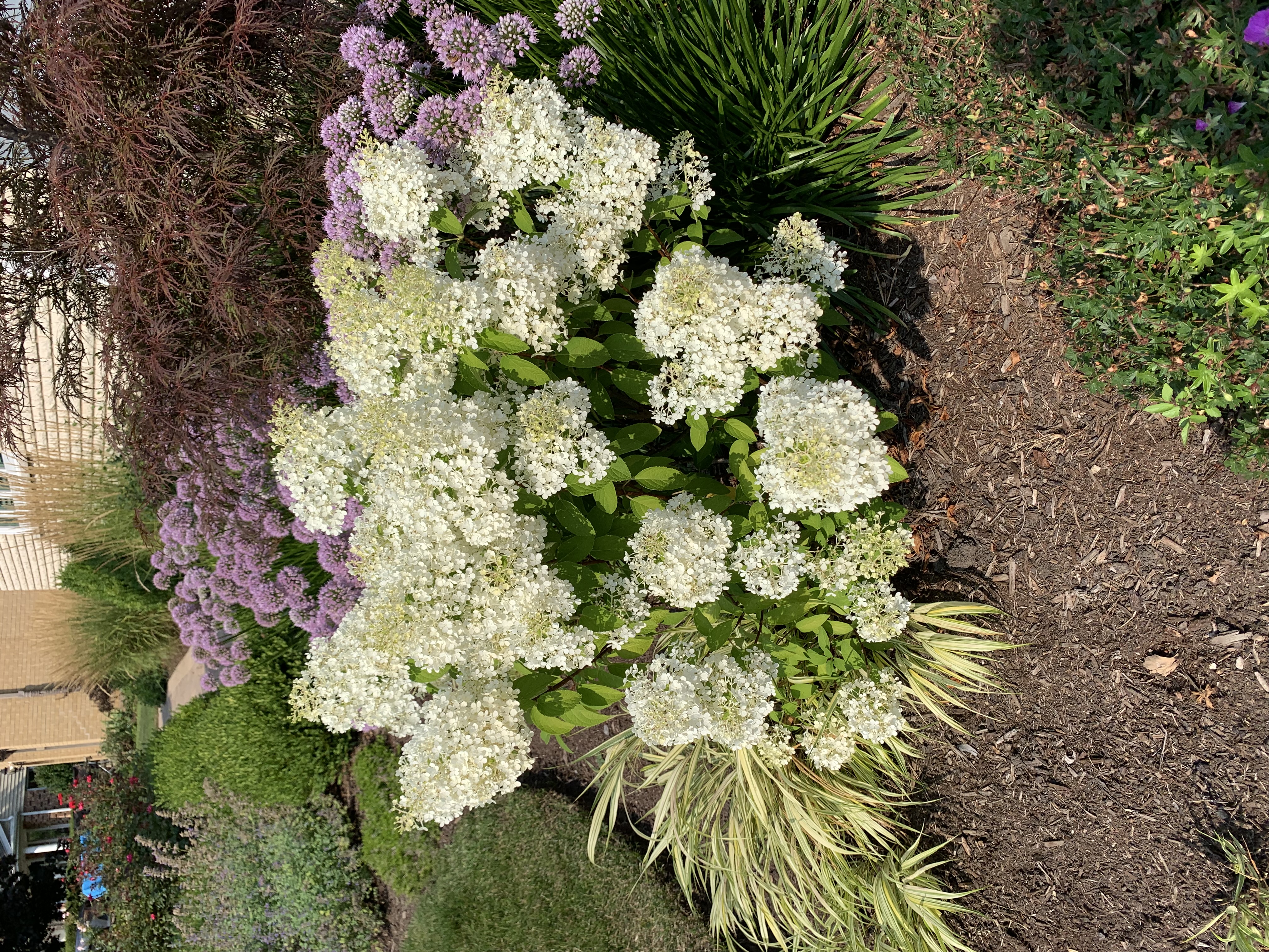 Hydrangea Paniculata