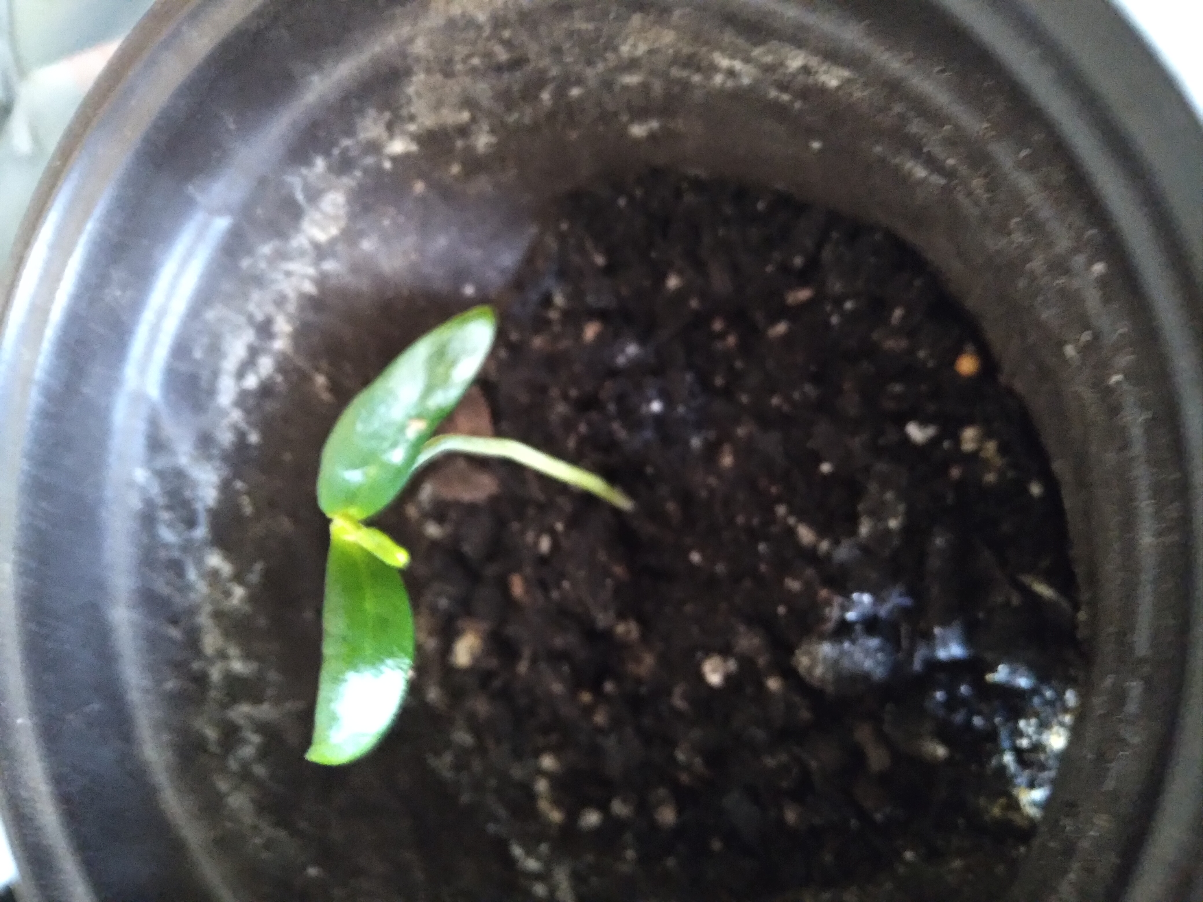 Capsicum annuum (pepper) seedling