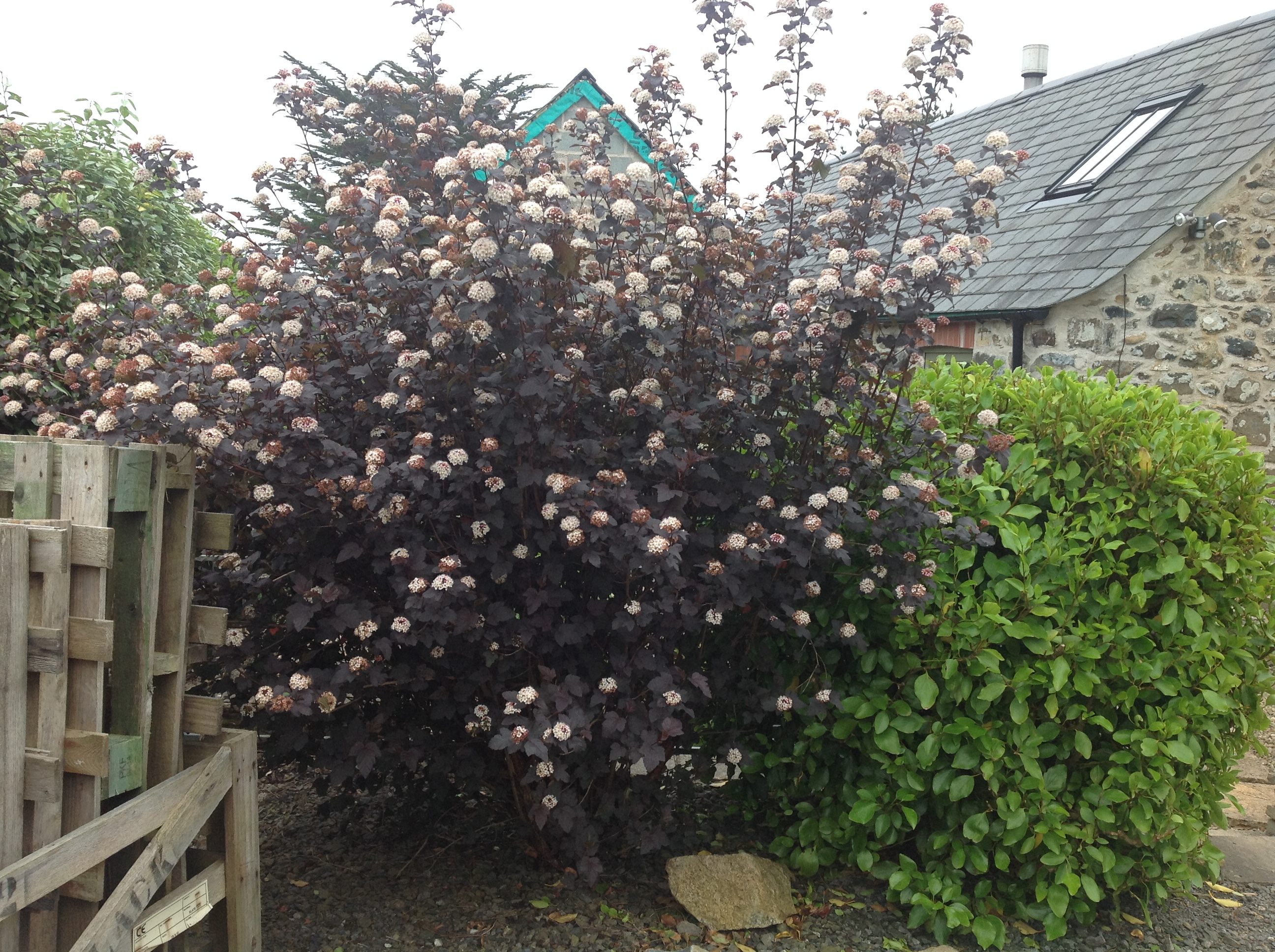 Loropetalum chinense (Chinese fringe flower)