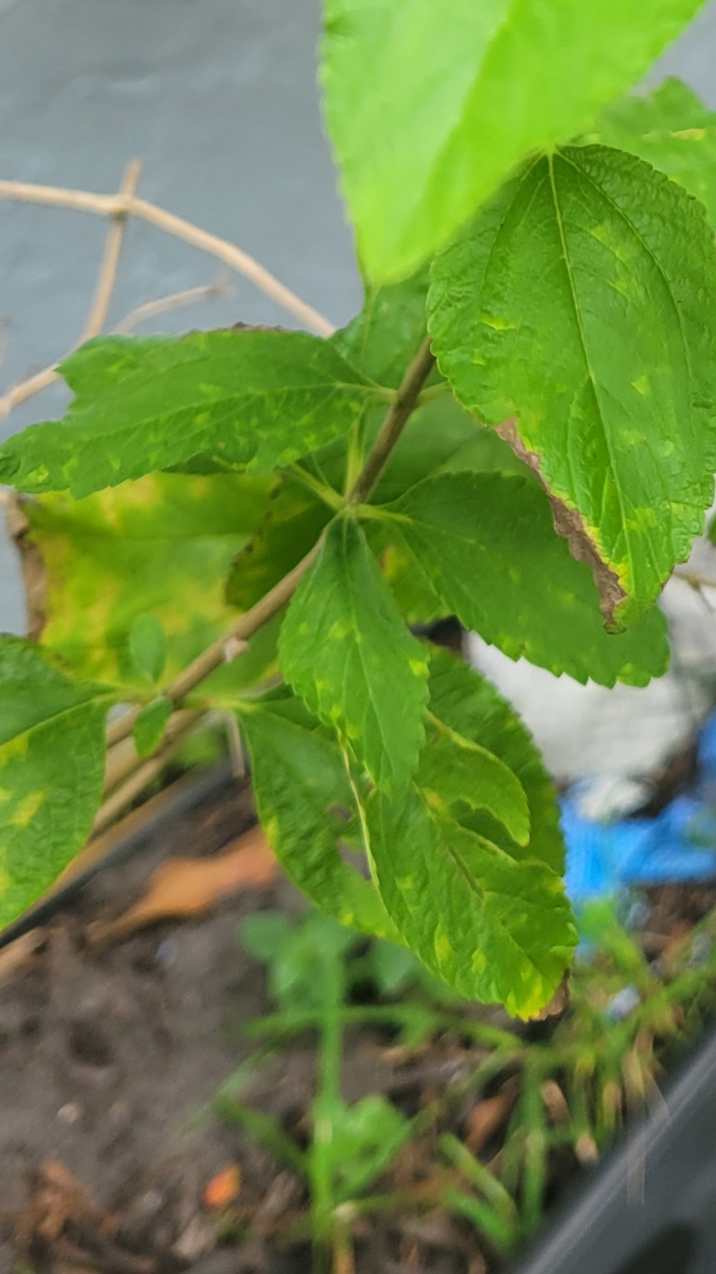 Spearmint (Mentha spicata) - a common mint