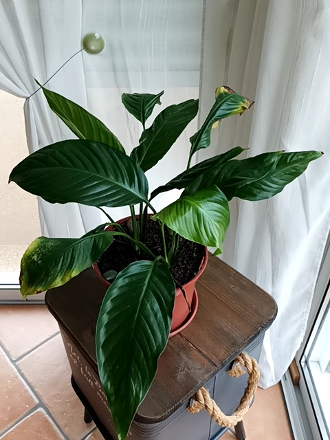 Root rot / Overwatering in Peace Lily (Spathiphyllum) - 식물 질병 진단 사진