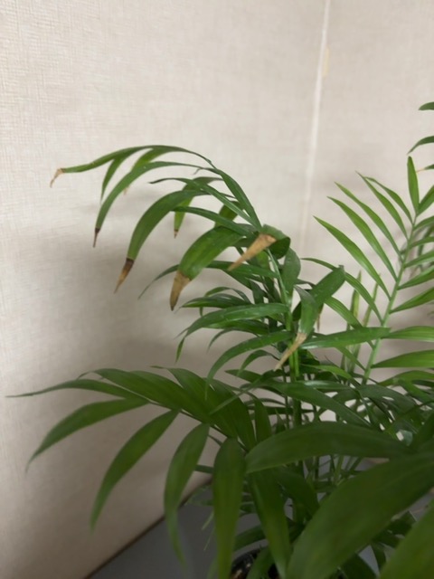 Captured plant