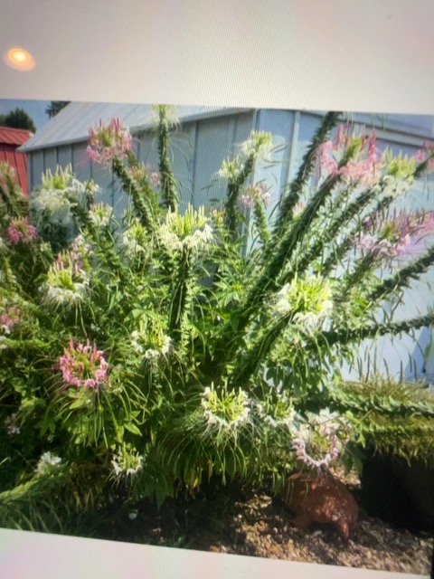 Unknown ornamental shrub with bottlebrush-like flower spikes