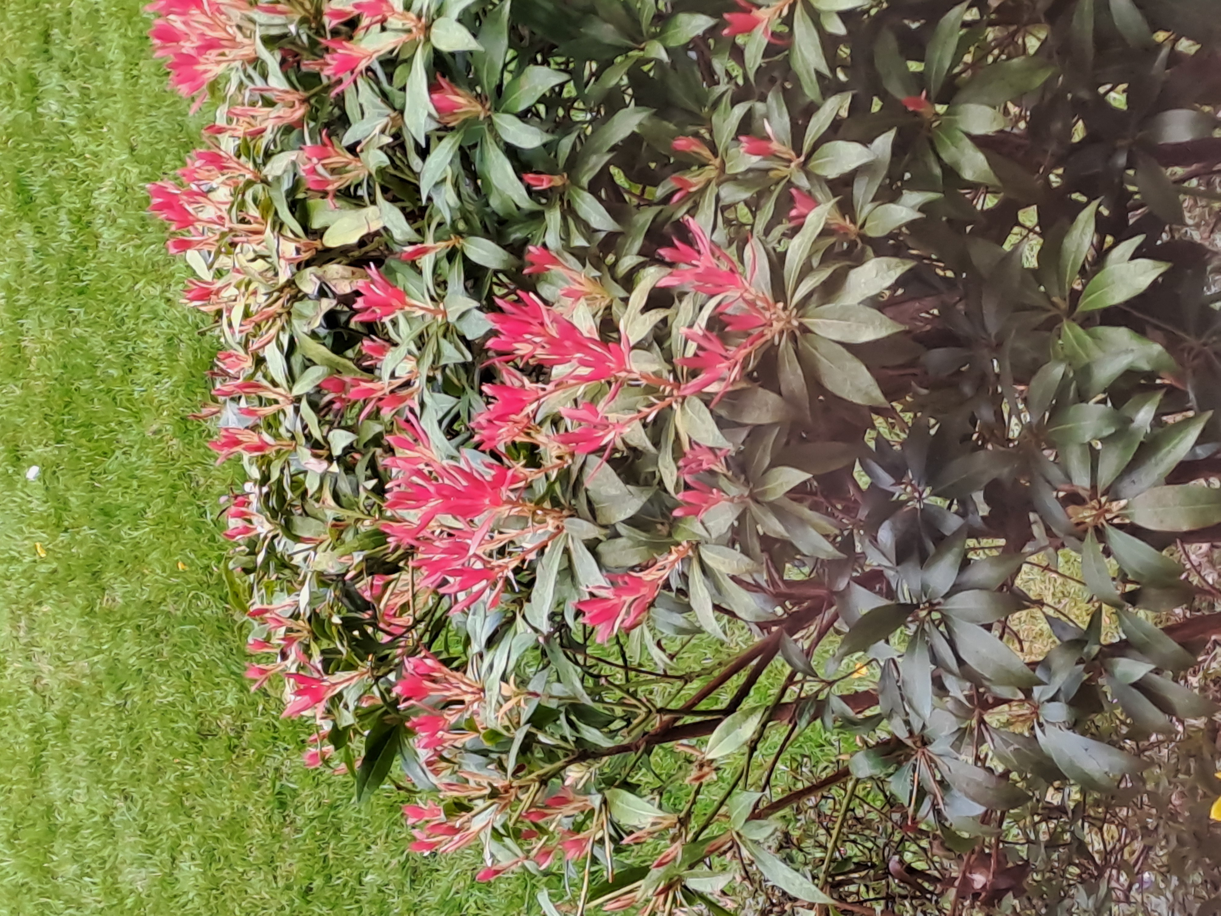 Red Tip Photinia (Photinia × fraseri 'Red Robin')