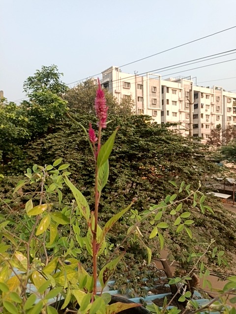 Foxtail Amaranth (Amaranthus spp.), likely Amaranthus cruentus/caudatus