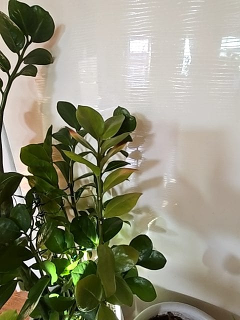 금전수