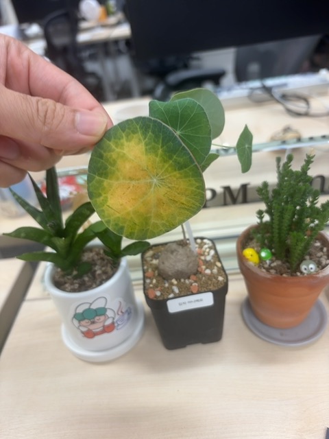 모르겠습니다 - Plant disease diagnosis photo