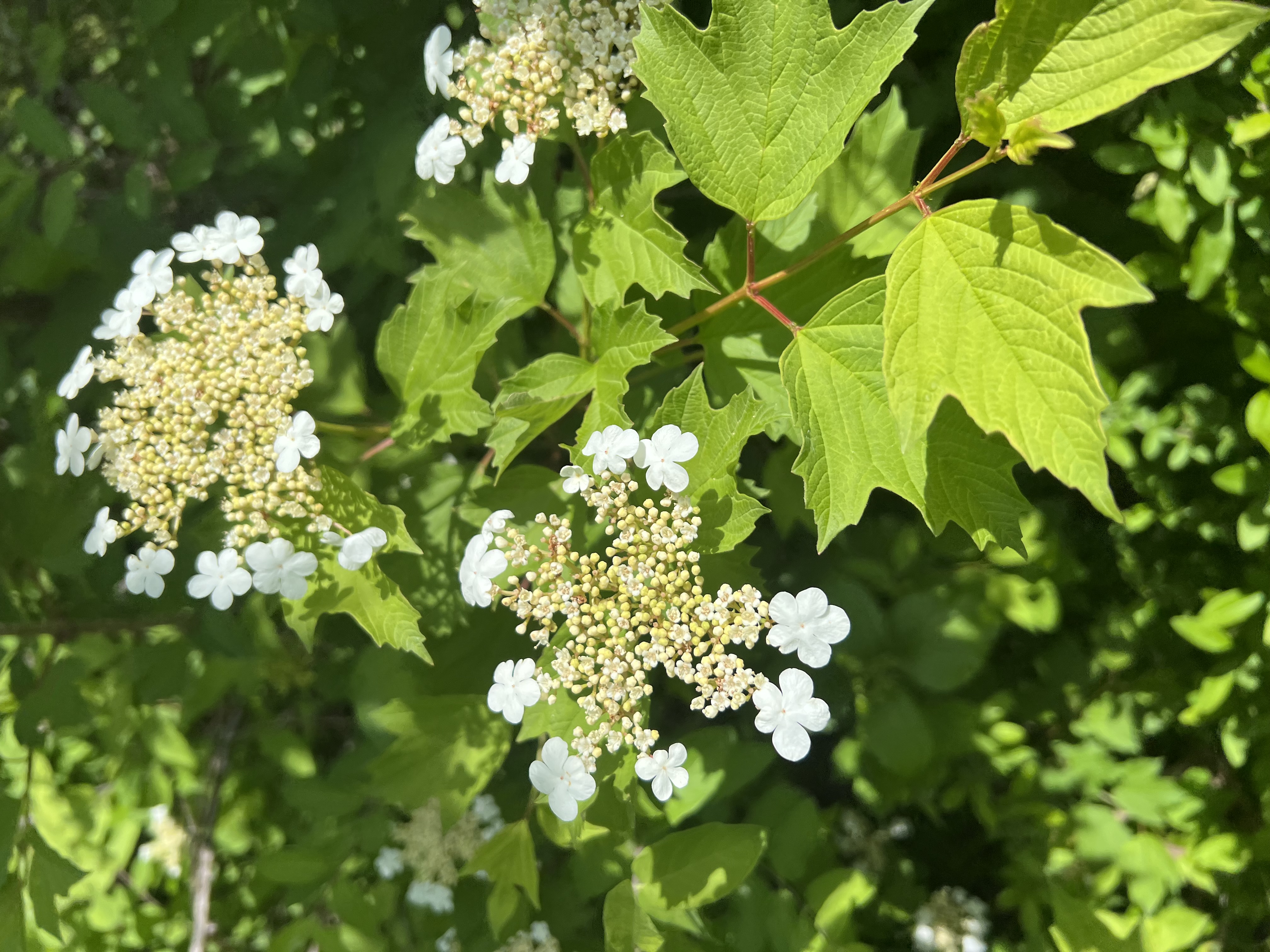 Oakleaf Hydrangea (Hydrangea quercifolia)