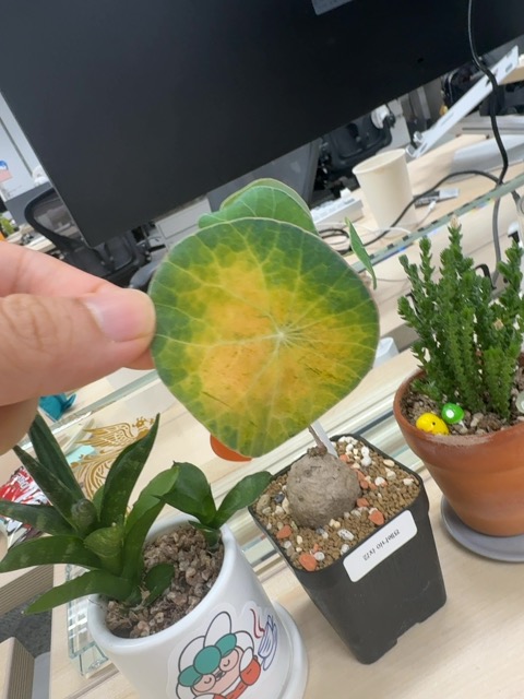 Leaf chlorosis with possible abiotic stress (likely overwatering and/or nutrient deficiency) - 식물 질병 진단 사진