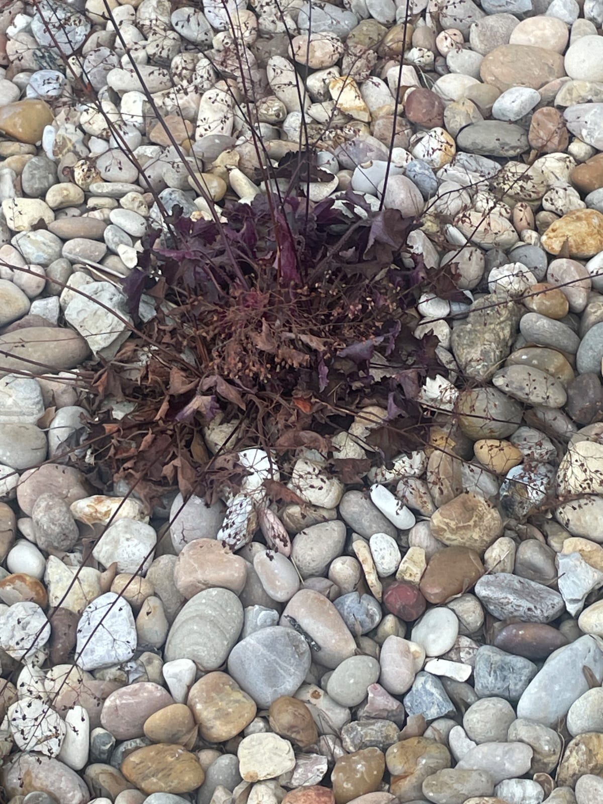Purpleleaf sand cherry /...
