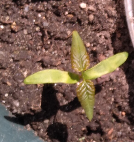 Guava (Psidium guajava) seedling