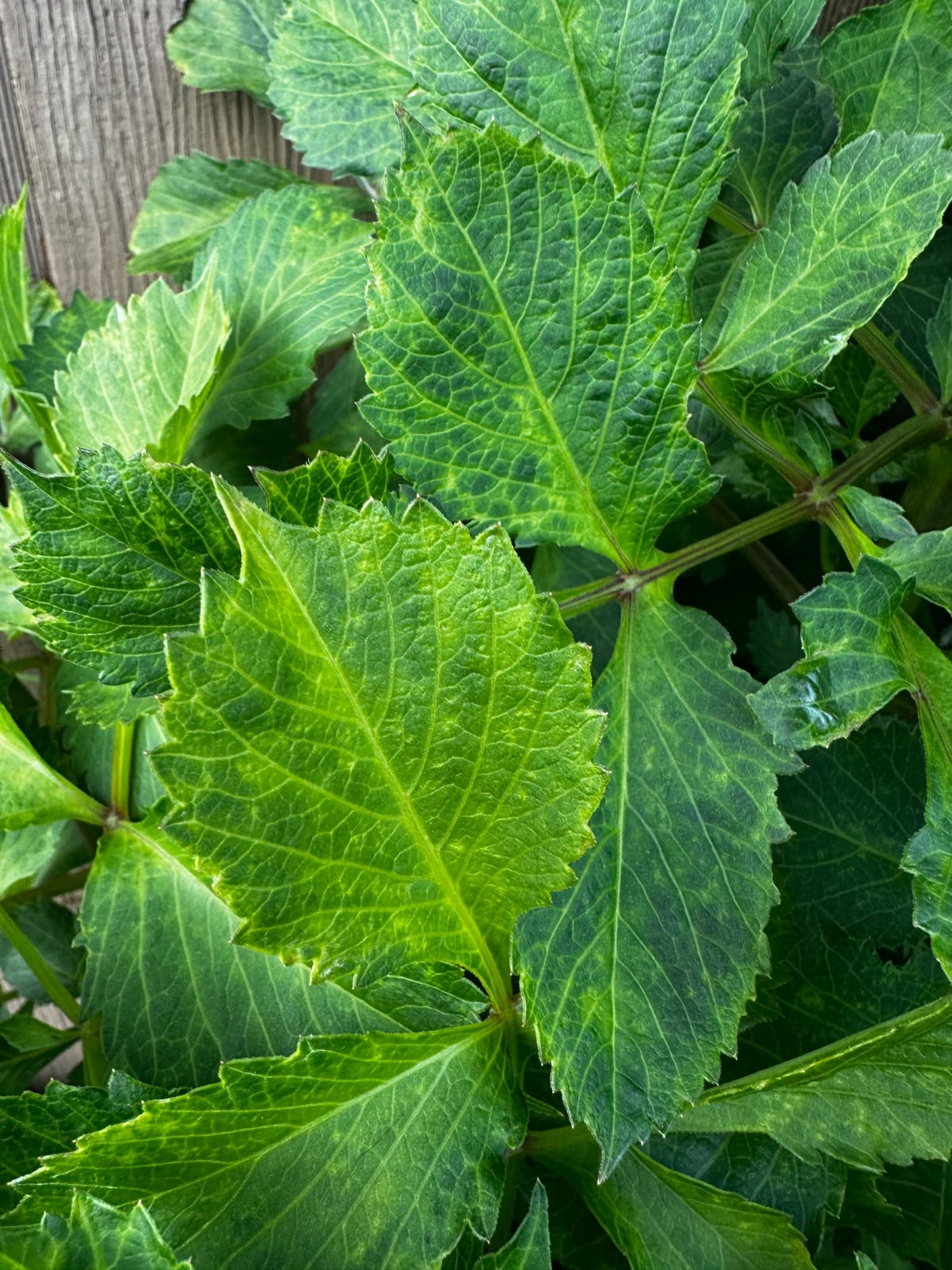 Powdery mildew (likely...