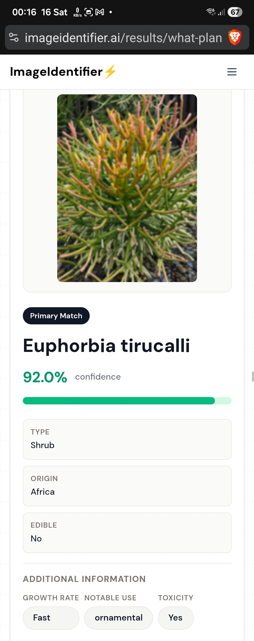 Euphorbia tirucalli (Pencil Cactus)