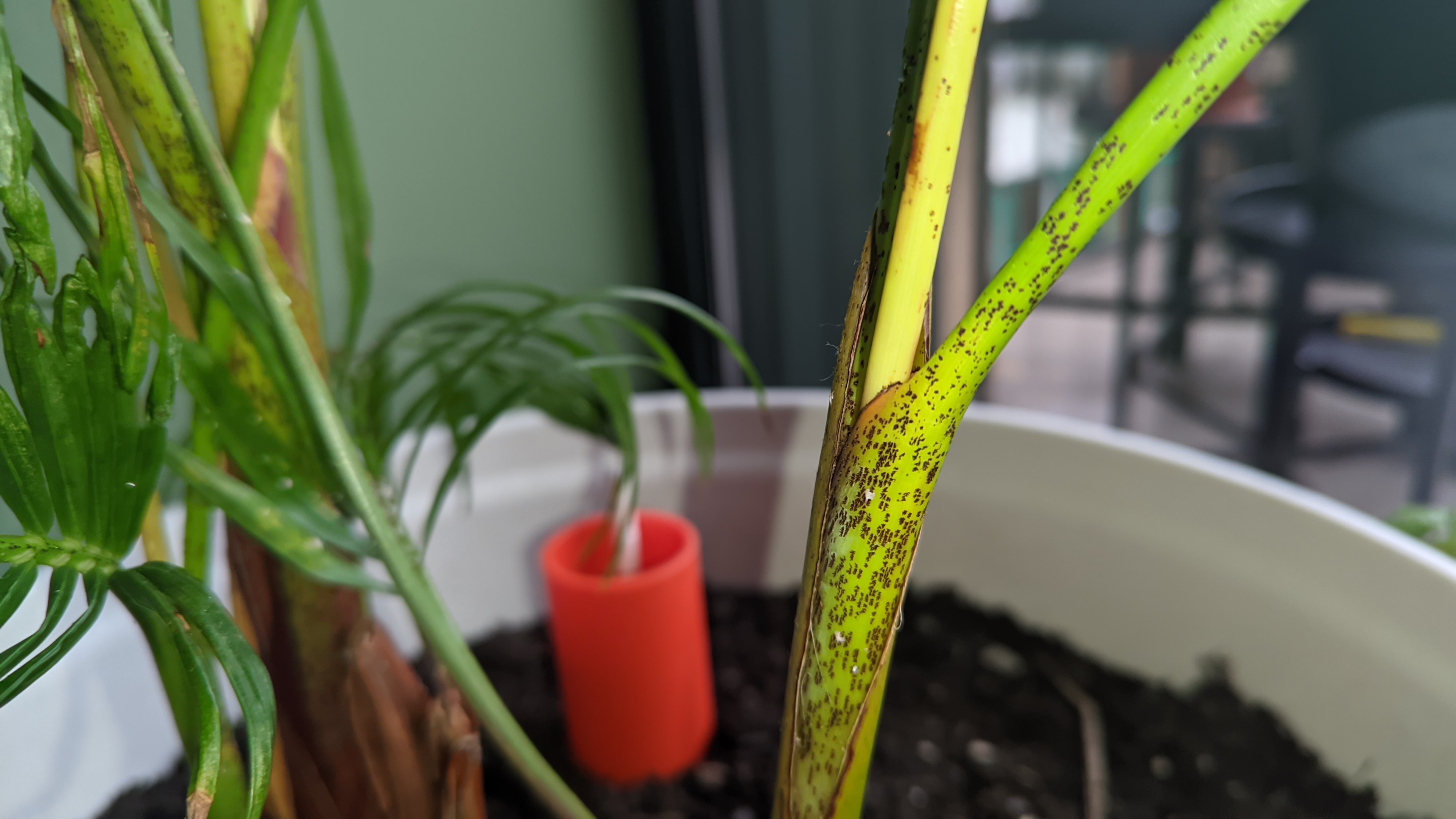 Scale infestation (brown scale insects) on cane/stem of indoor plant - 식물 질병 진단 사진