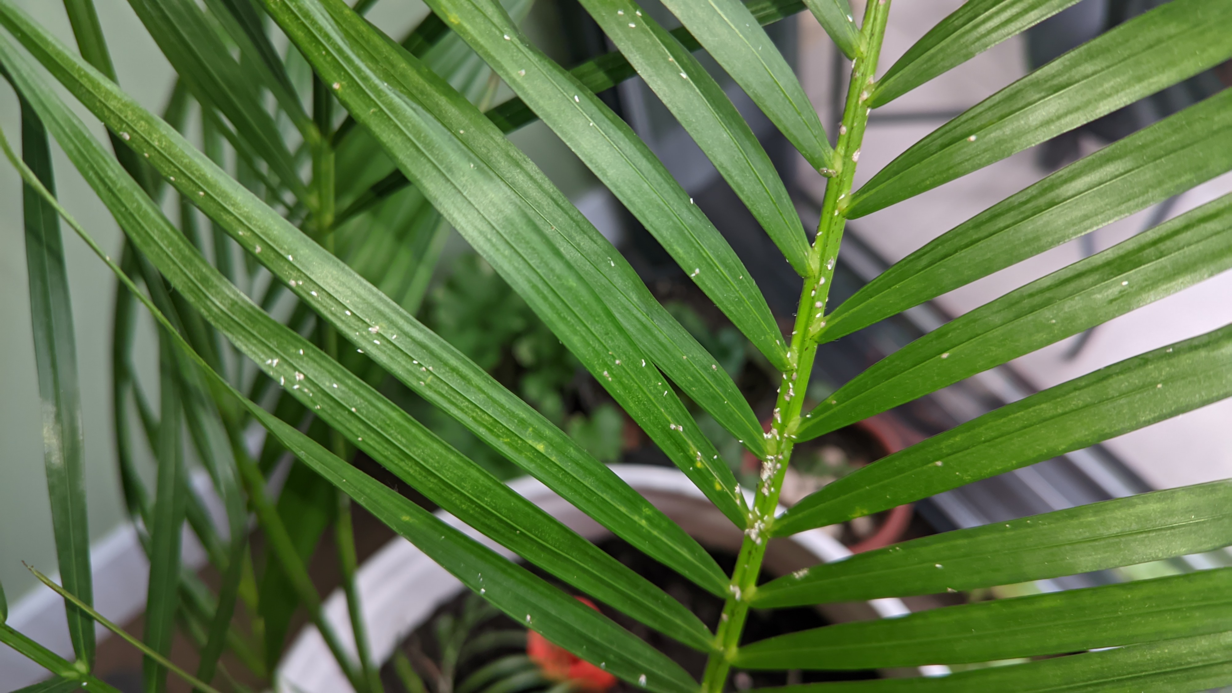 Armored scale insect infestation (Diaspididae) on a palm - 식물 질병 진단 사진
