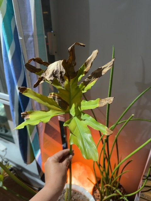 Leaf scorch/sunburn and abiotic stress on oakleaf philodendron (Philodendron quercifolium or similar) - 식물 질병 진단 사진