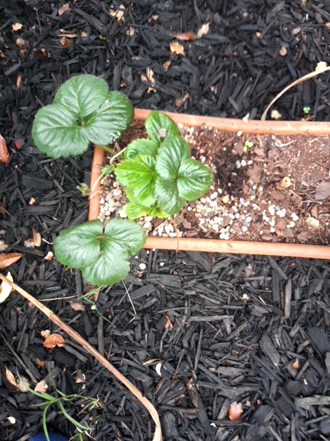 Iron deficiency chlorosis (nutrient deficiency) in a potted ornamental plant - 식물 질병 진단 사진