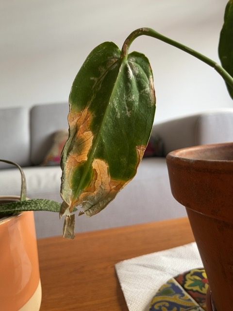 Pothos (Epipremnum aureum)