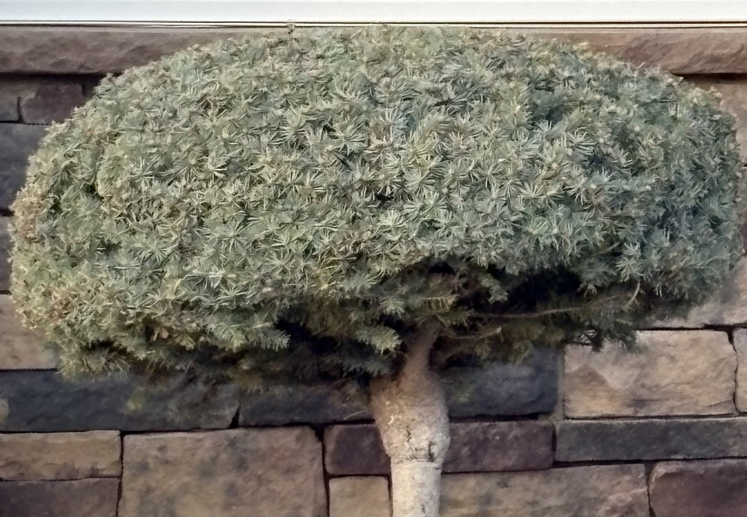 Dwarf Juniper topiary (likely Juniperus sp.)
