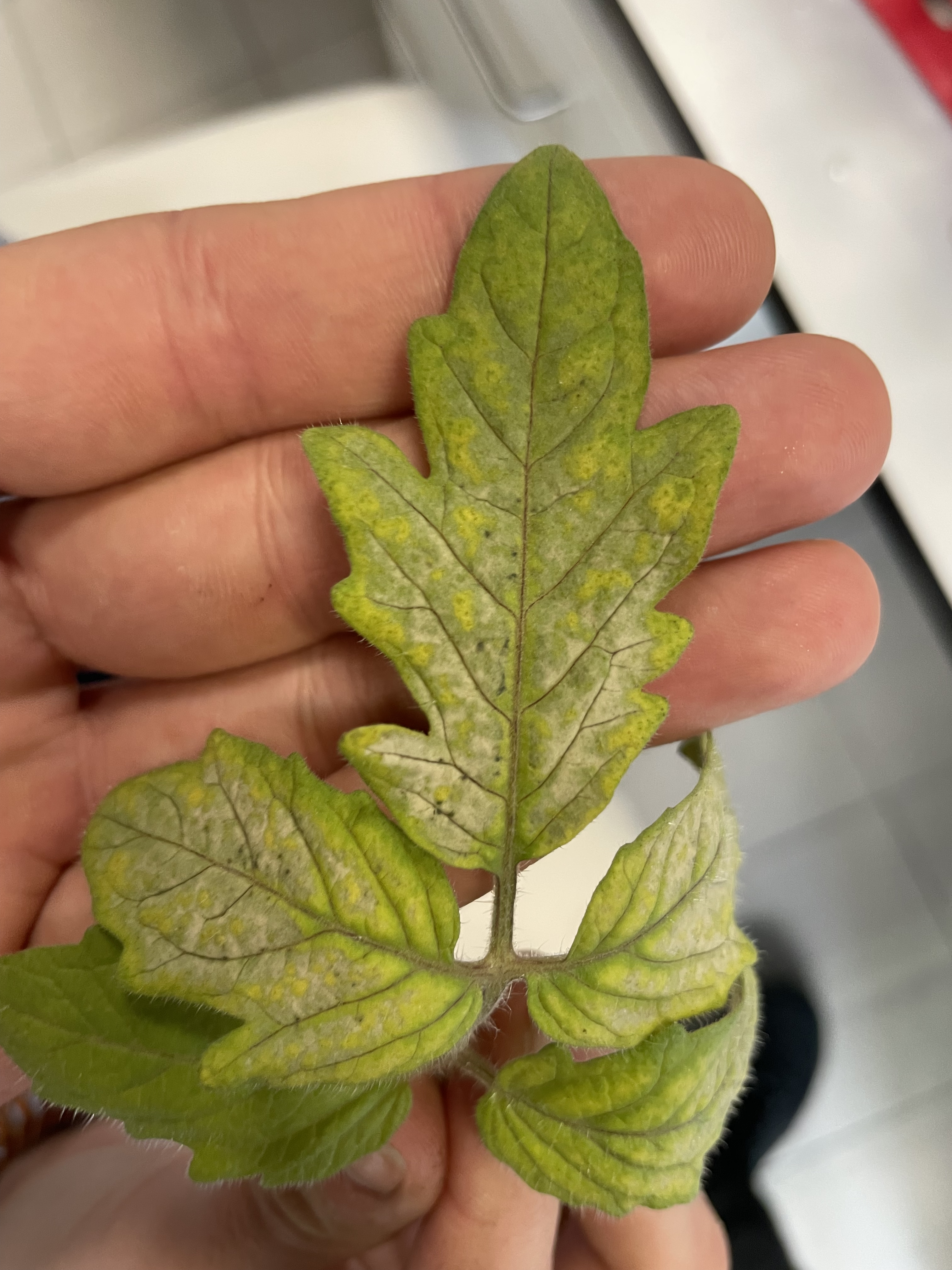 Septoria leaf spot (Septoria lycopersici) on tomato - Plant disease diagnosis photo