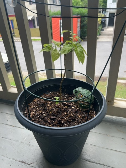 Bacterial/physiological crown rot with early wilting (likely from overly wet soil and poor drainage) - Plant disease diagnosis photo