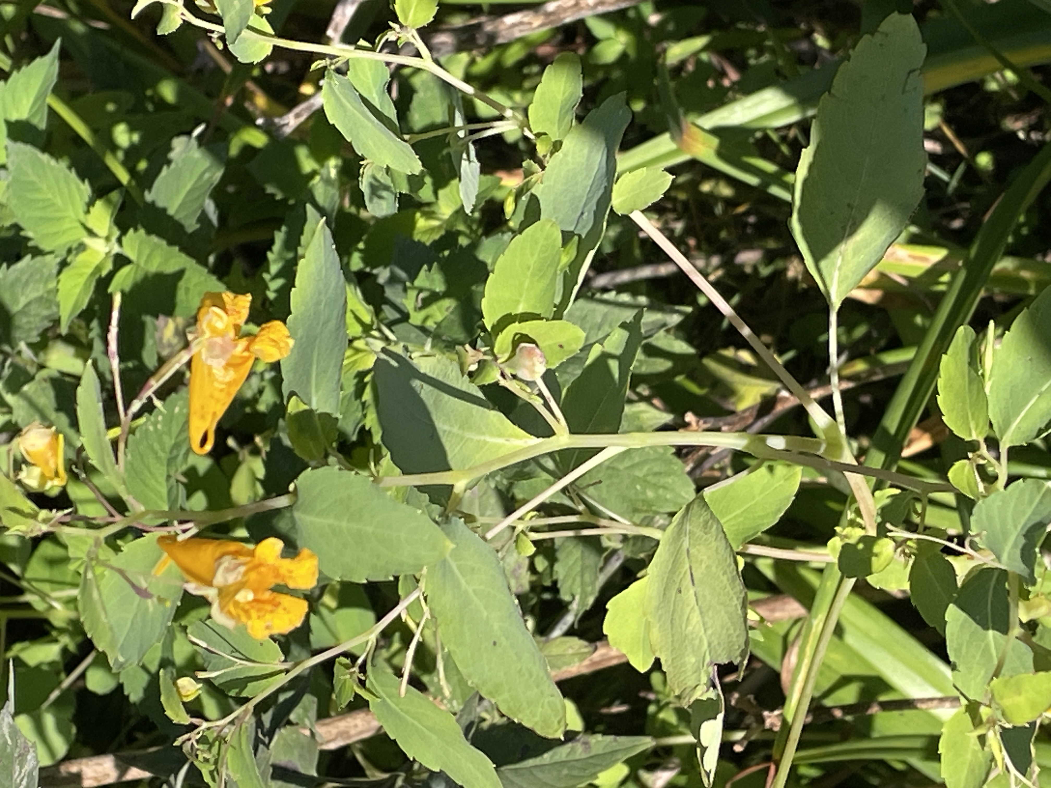 Cape honeysuckle (Tecoma capensis)