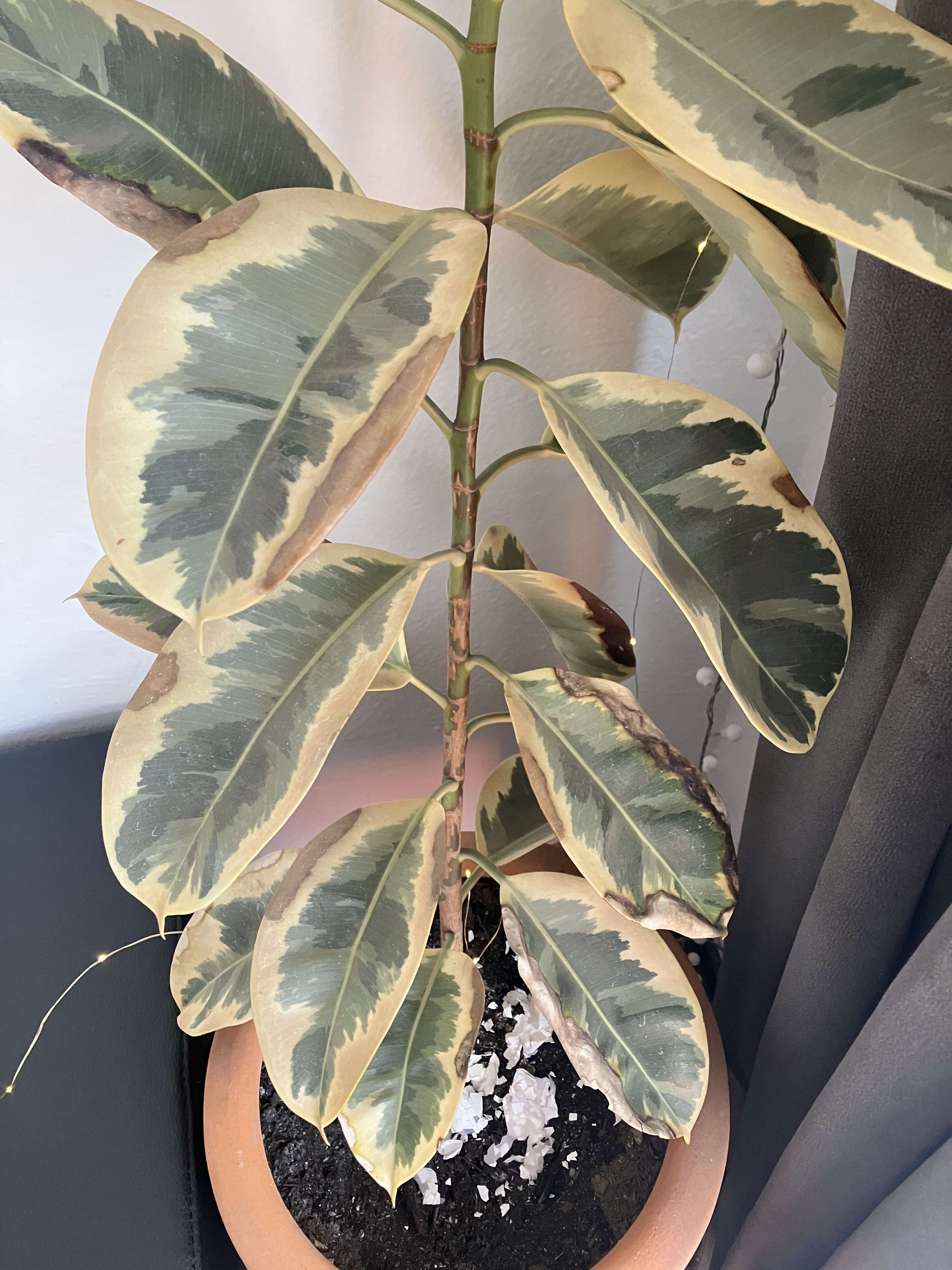 Abiotic leaf scorch (tip burn) due to environmental stress in Ficus elastica variegata - Plant disease diagnosis photo
