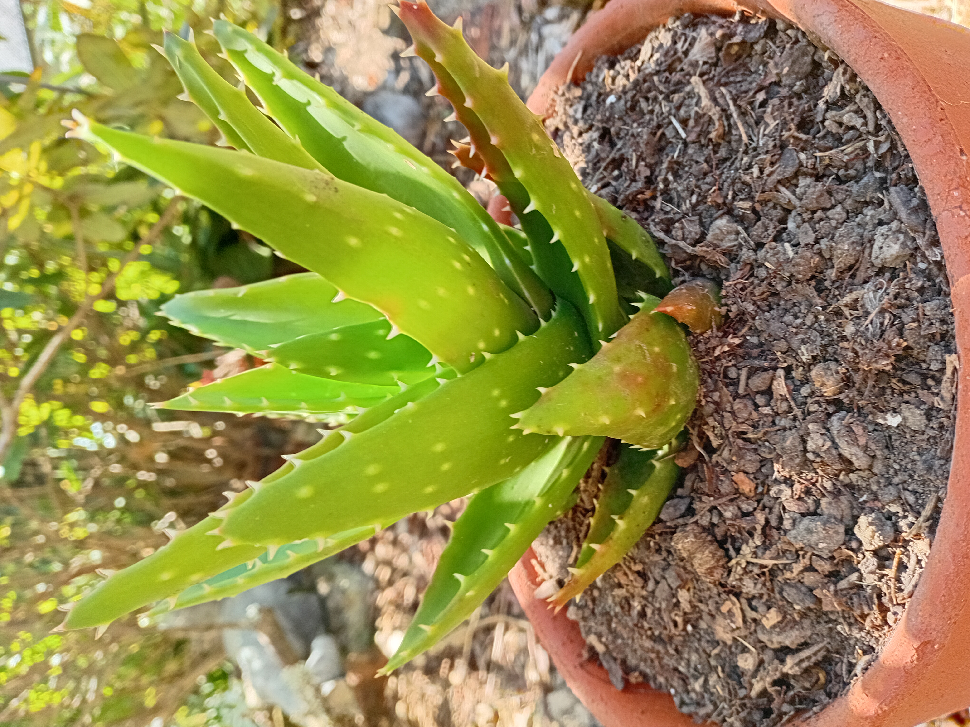 Aloe vera (a small Aloe succulent, likely a common Aloe vera or close relative)