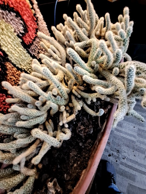 Mealybug infestation - Plant disease diagnosis photo