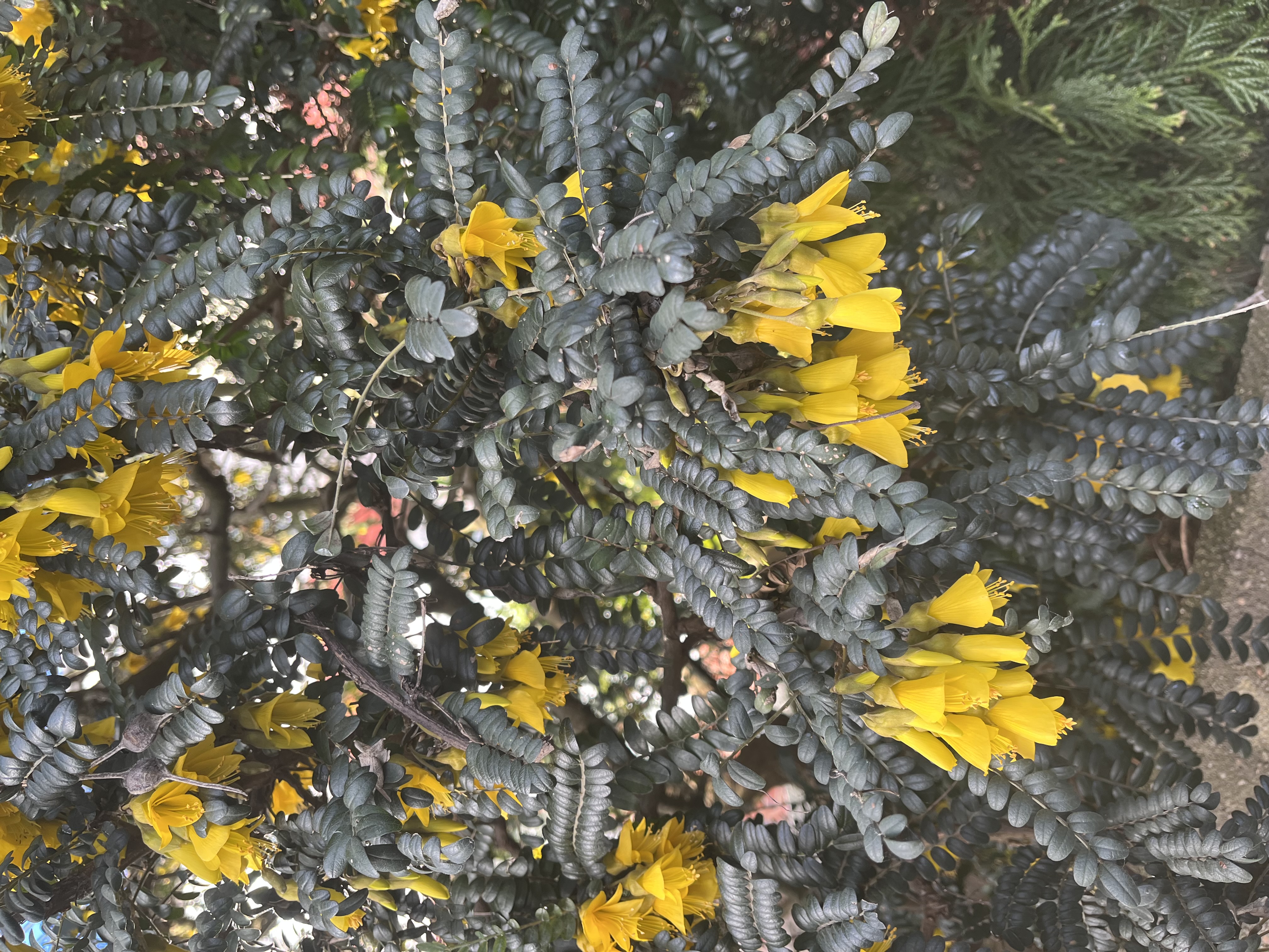 Golden broom (Cytisus sp.)