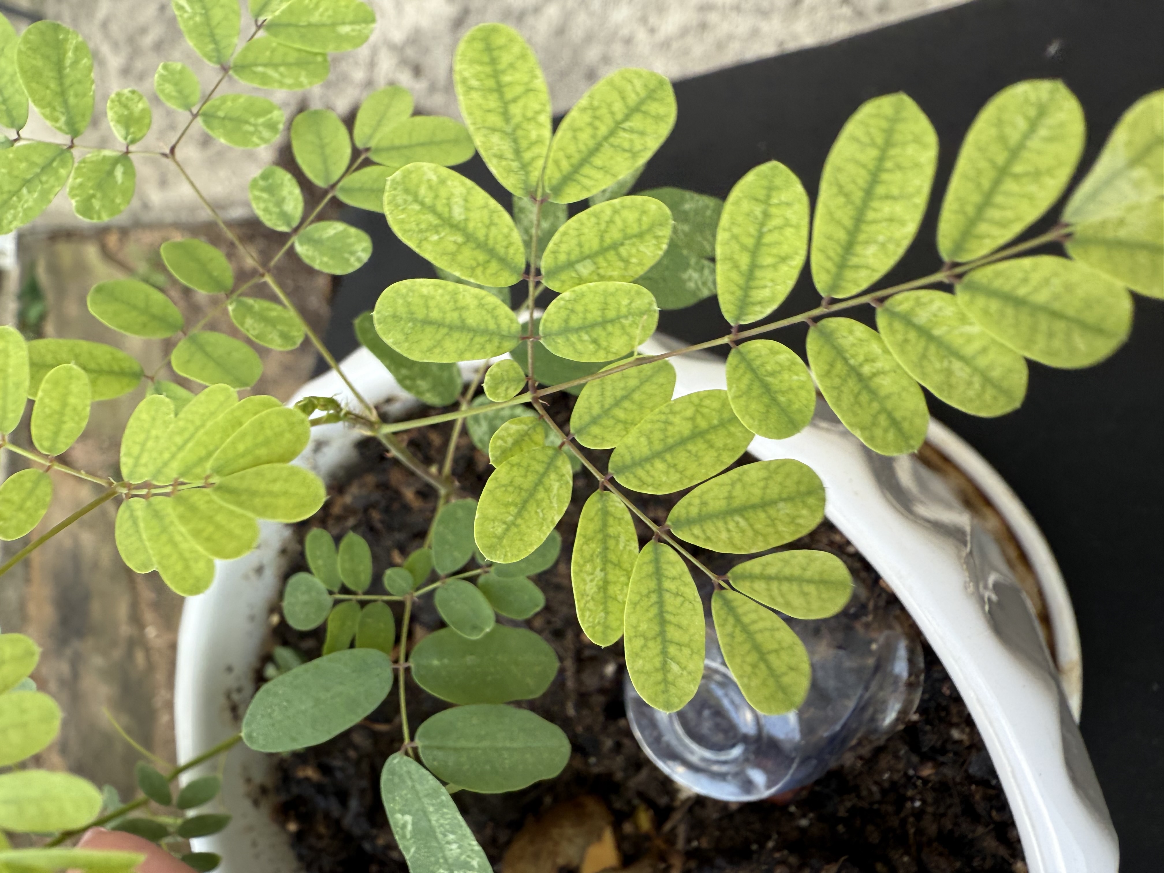 Curry leaf plant (Murraya koenigii)