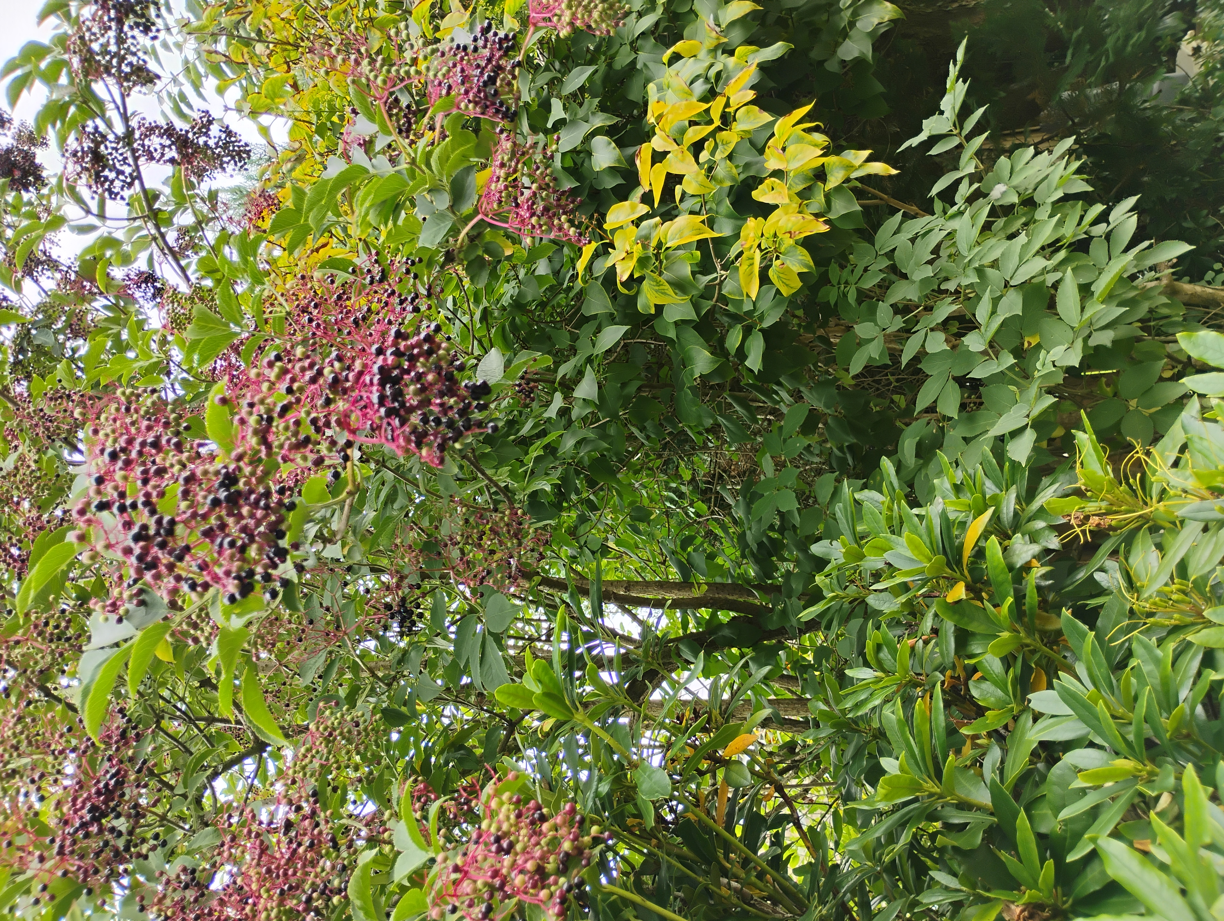 Red Tip Photinia (Photinia × fraseri)