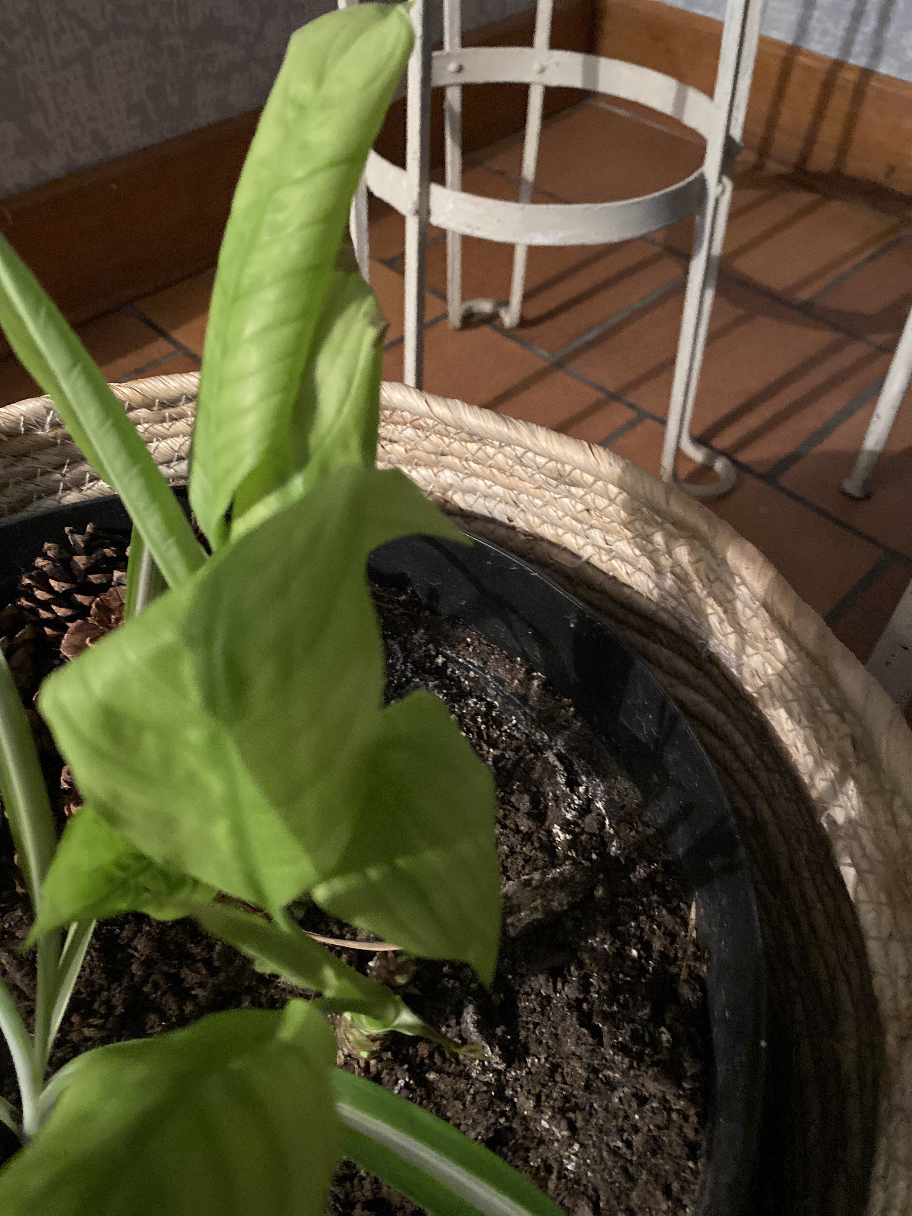 Root rot due to overwatering/poor drainage (Pythium/Fusarium) in a tropical potted canna/banana-like plant - Plant disease diagnosis photo