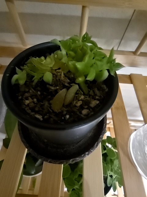 뿌리썩음(Root Rot, 뿌리 부패) - Plant disease diagnosis photo