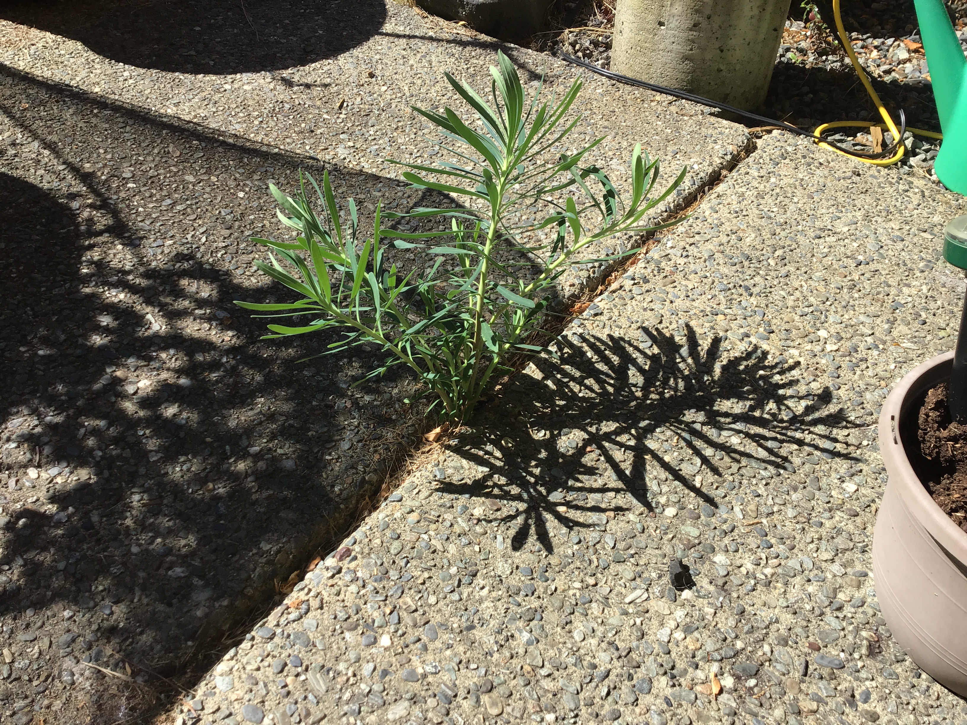Rosemary (Salvia rosmarinus, formerly Rosmarinus officinalis)