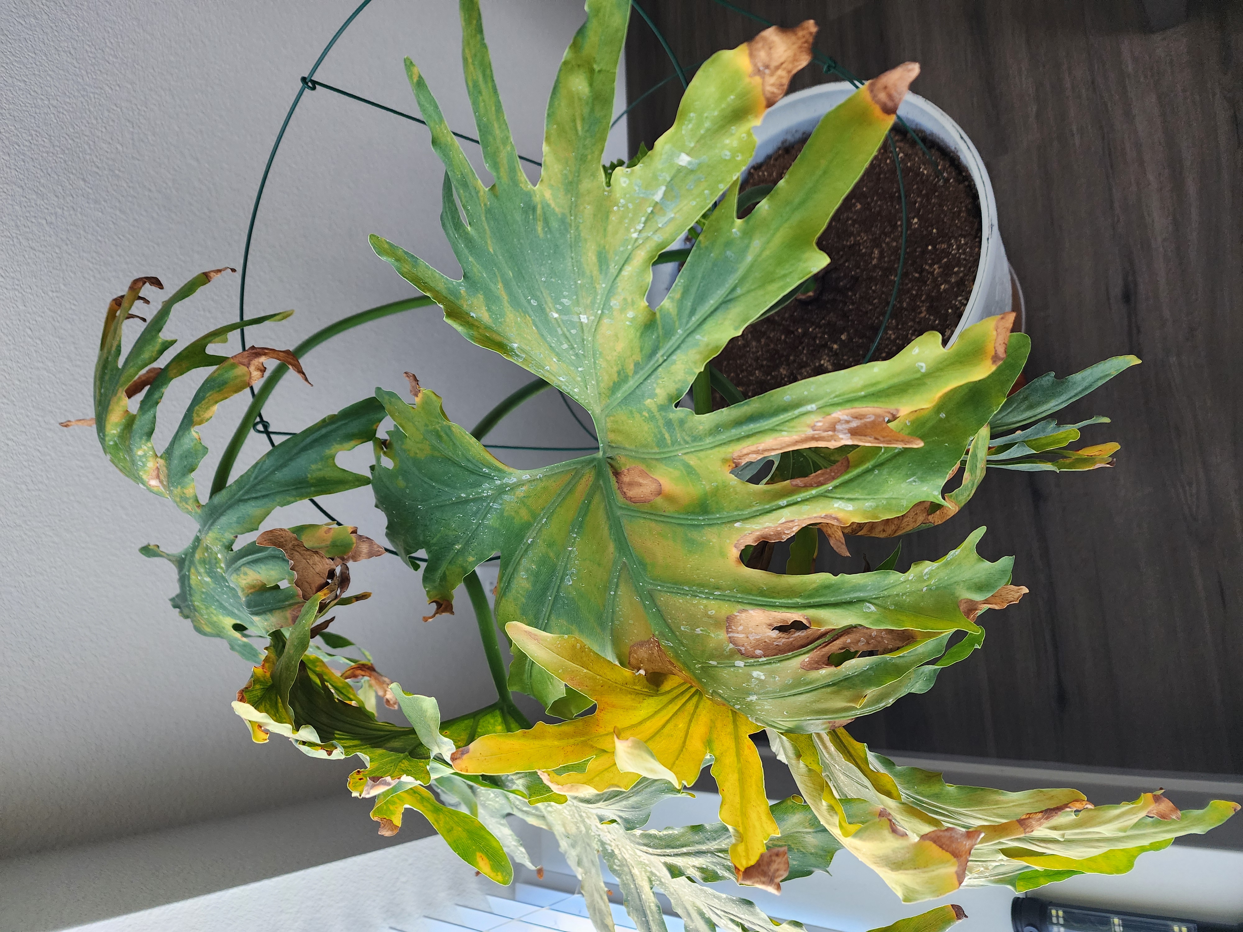 Physiological leaf scorch and environmental stress (Monstera deliciosa) - 식물 질병 진단 사진