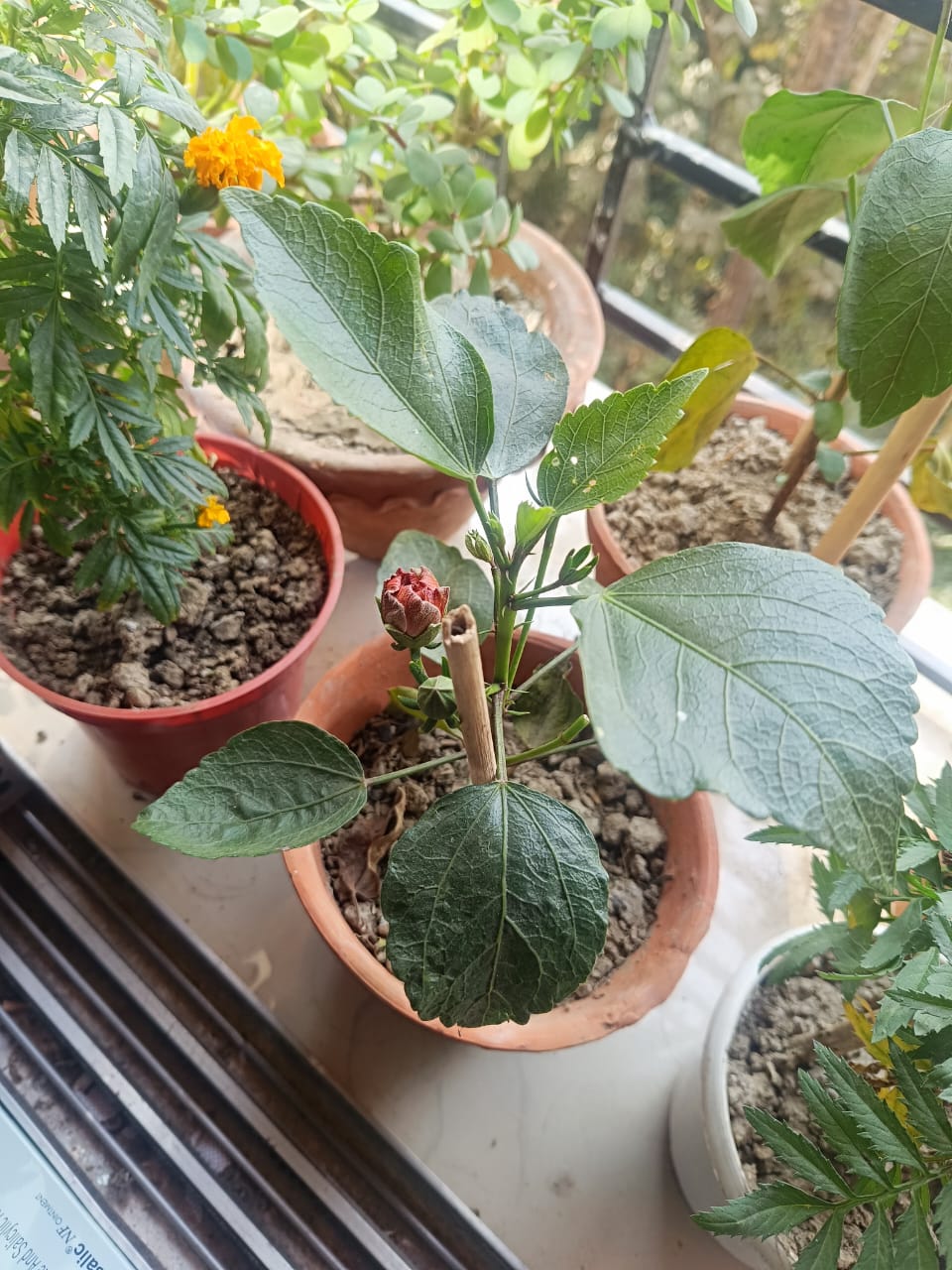 Hibiscus leaf spot (foliar fungal/bacterial leaf spot, likely Cercospora/Colletotrichum or mixed leaf spot pathogens) - 식물 질병 진단 사진