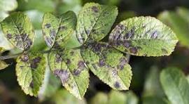 Black spot (Diplocarpon rosae) on roses - 식물 질병 진단 사진