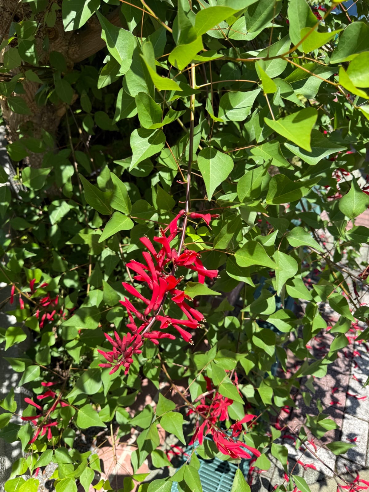 Firecracker plant (Russelia...