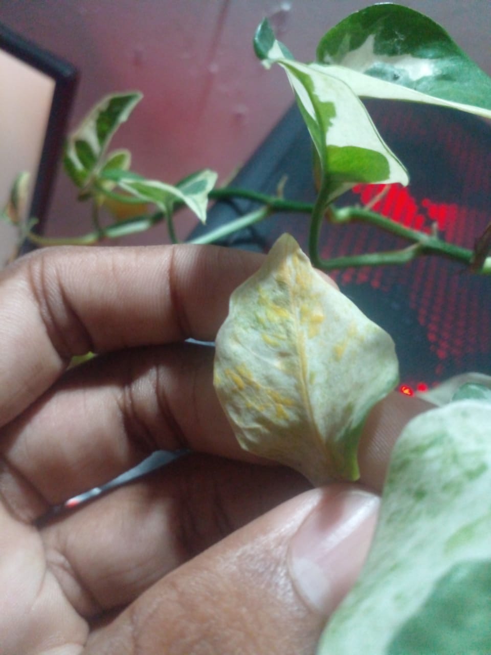 Root rot (Phytophthora/Pythium) due to overwatering and poor drainage - Plant disease diagnosis photo