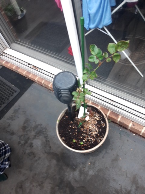 Rose black spot (Diplocarpon rosae) - Plant disease diagnosis photo