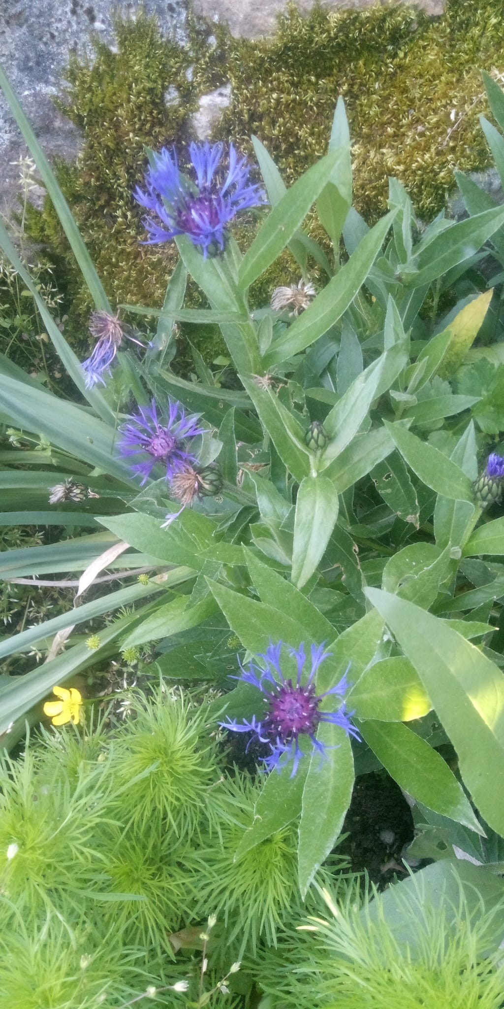 Blue knapweed (Centaurea montana)