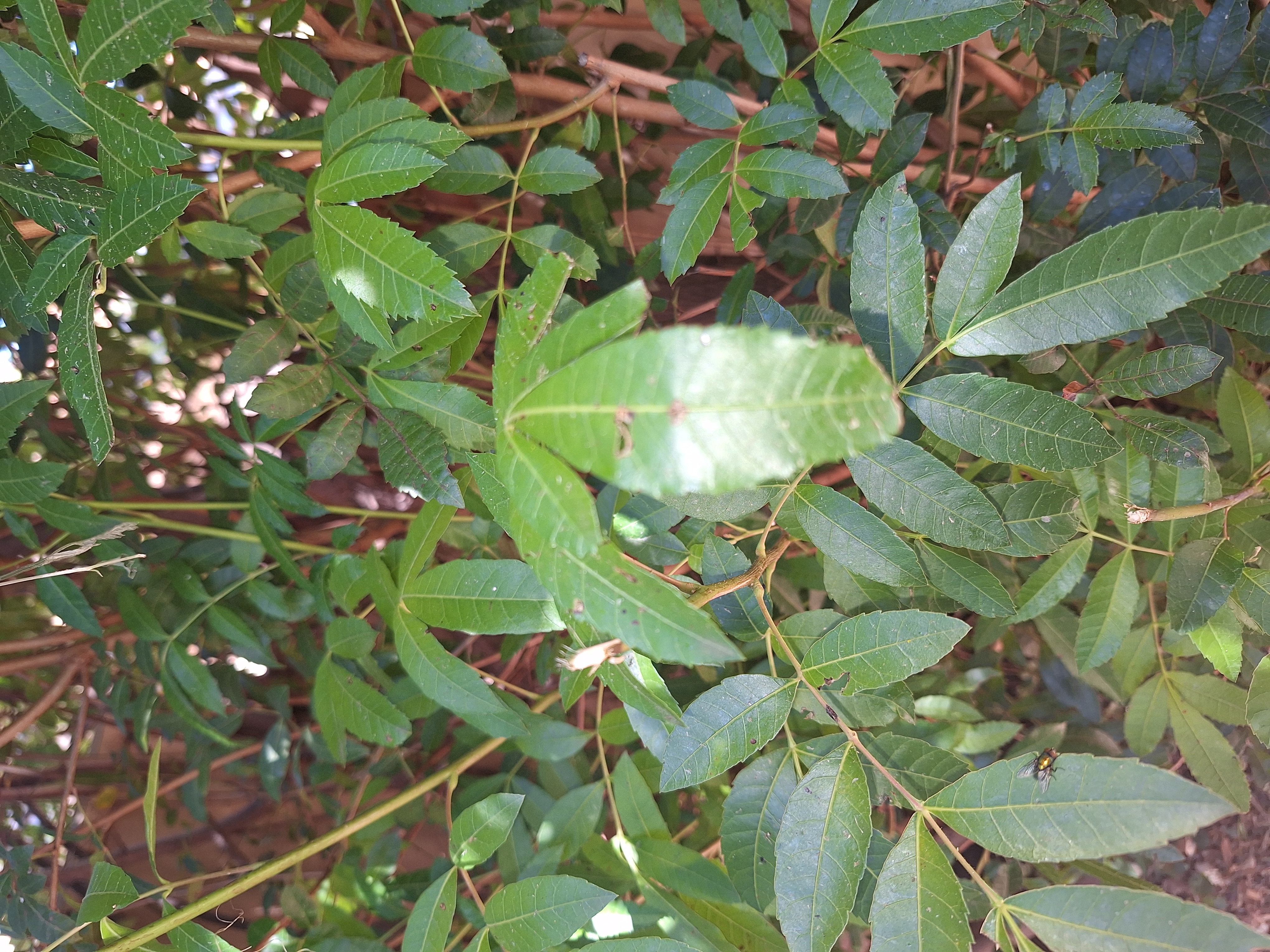 Privet (Ligustrum sp.)