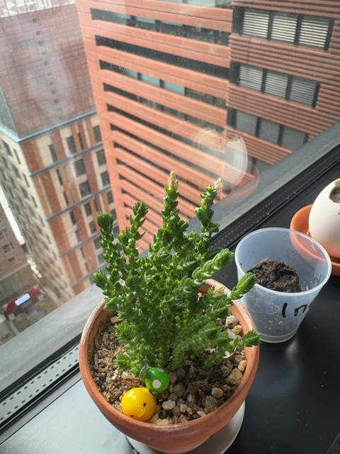 Captured plant