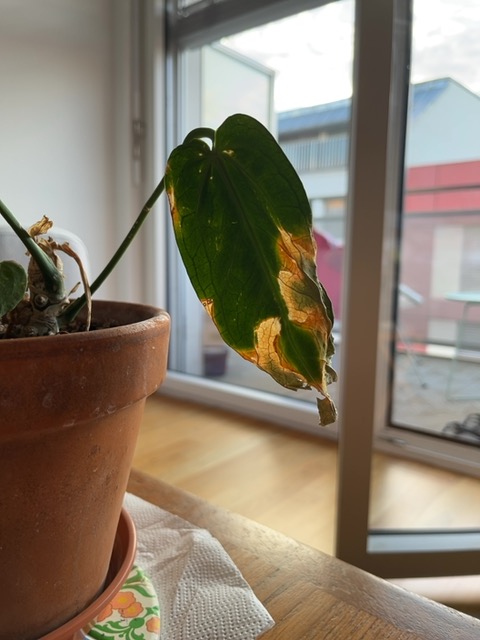 Leaf scorch (sunburn) with drought stress - 식물 질병 진단 사진