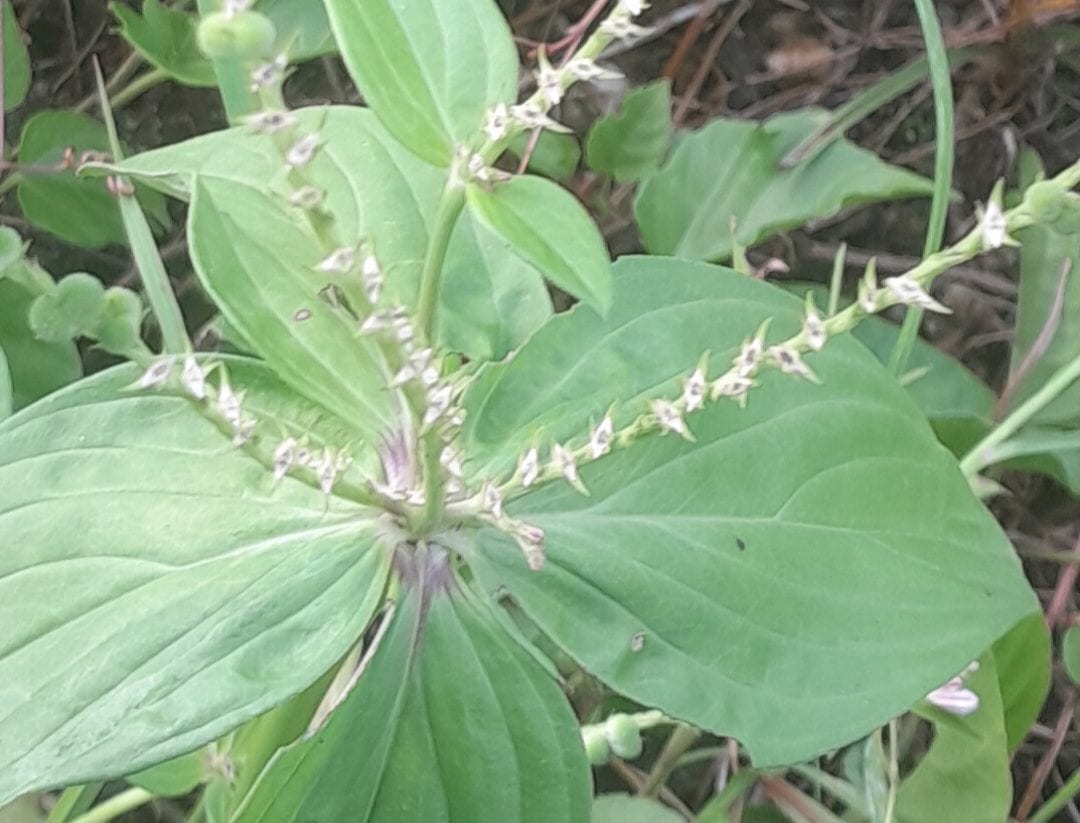 Asclepias amplexicaulis...