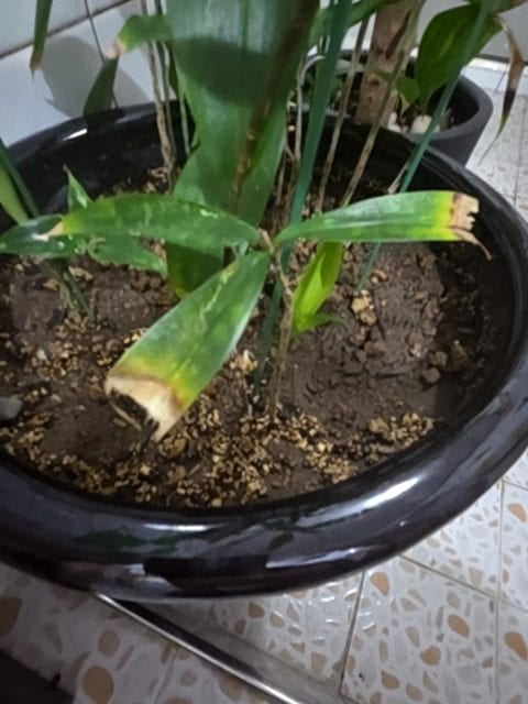 관엽식물(드라세나/유사종)에서 흔한...